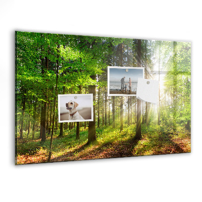Tableau pour magnet Lever de soleil dans la forêt