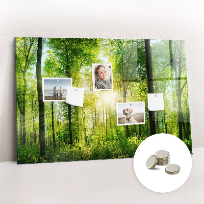 Tableau pour magnet Arbres de la forêt naturelle