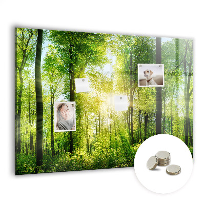 Tableau pour magnet Arbres de la forêt naturelle