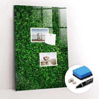 Tableau magnétique déco Feuilles de plantes de clôture