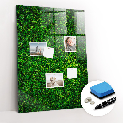 Tableau magnétique déco Feuilles de plantes de clôture