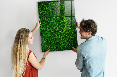 Tableau magnétique déco Feuilles de plantes de clôture