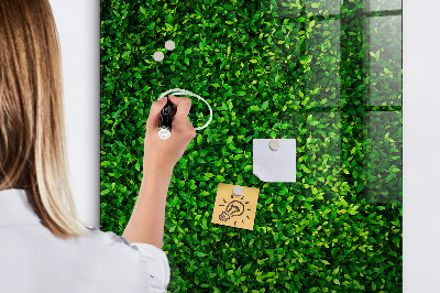 Tableau magnétique déco Feuilles de plantes de clôture