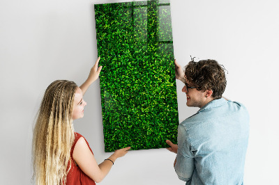 Tableau magnétique déco Feuilles de plantes de clôture