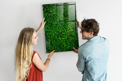 Tableau magnétique déco Feuilles de plantes de clôture