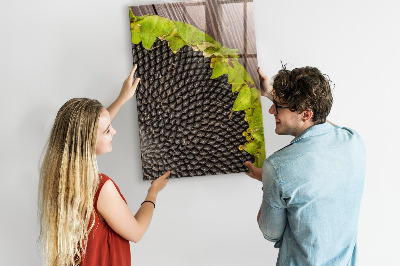Tableau magnétique pour magnets graines de tournesol