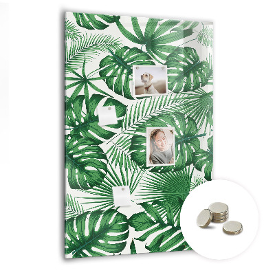 Tableau magnétique pour magnets Feuilles de plantes Monstera