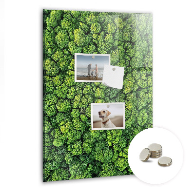 Tableau magnétique pour magnets Forêt arbres nature