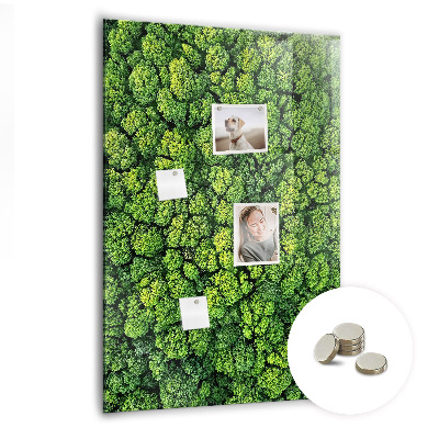 Tableau magnétique pour magnets Forêt arbres nature
