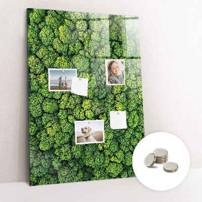 Tableau magnétique pour magnets Forêt arbres nature