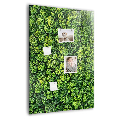 Tableau magnétique pour magnets Forêt arbres nature