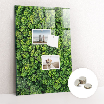 Tableau magnétique pour magnets Forêt arbres nature