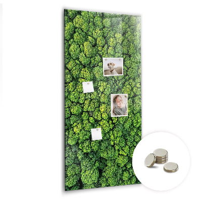 Tableau magnétique pour magnets Forêt arbres nature