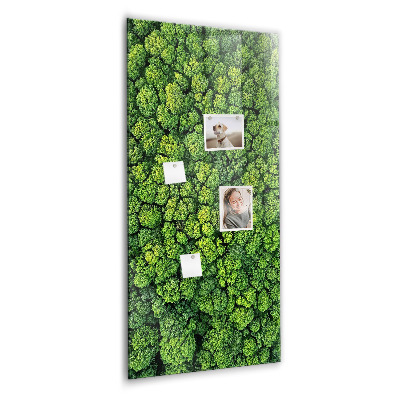 Tableau magnétique pour magnets Forêt arbres nature