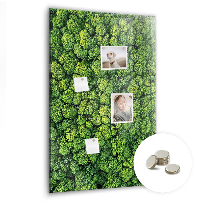 Tableau magnétique pour magnets Forêt arbres nature